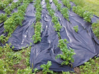 Agrotextilie – Gutta Agro