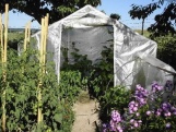 Foliovník Scobax Growspot Cannabo 4