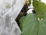 Netkaná Agro textílie Covernit Coverfol C17