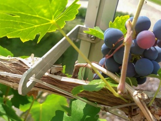 Podpory rostlin – Euro-Serre Grape Hook