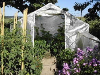 Zahradní – Scobax Growspot Cannabo 4