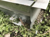 Zahradní skleník z polykarbonátu Gutta Gardentec Classic