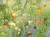 Zahradní skleník z polykarbonátu Gutta Gardentec Standard